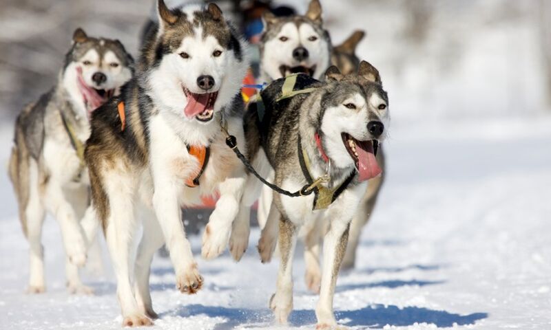 LAPLAND TURU BEMBEYAZ BİR MASAL SÖMESTR ÖZEL TURU OCAK 2024 SKY