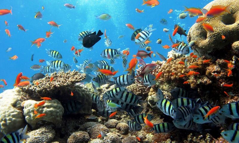 KIZILDENİZ AKVARYUMU: SHARM EL SHEIKH YILBAŞI ÖZEL 2023 SKY