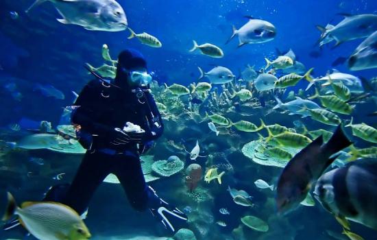 SHARM EL SHEIKH VİZESİZ KASIM VE ARALIK 2023 İSTY