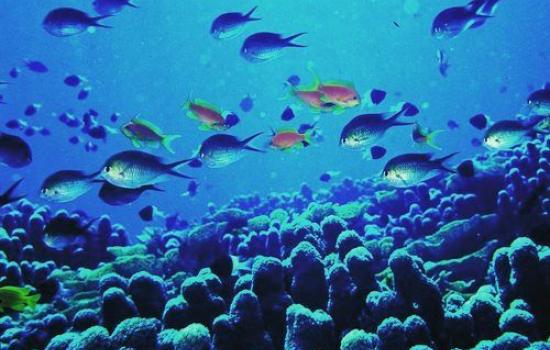 SHARM EL SHEIKH VİZESİZ KASIM VE ARALIK 2023 İSTY
